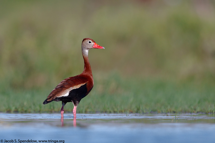 Black-bellied Whistling-Duck