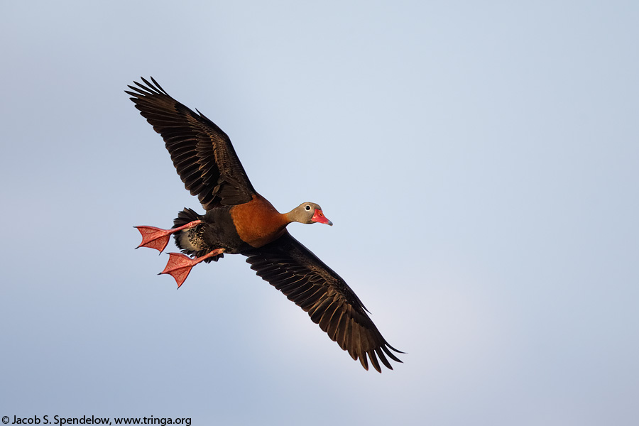 Black-bellied Whistling-Duck