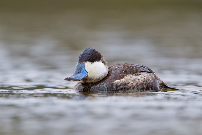 Ruddy Duck