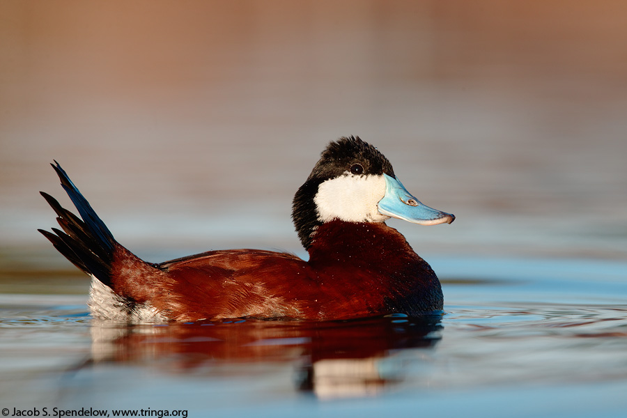 Ruddy Duck