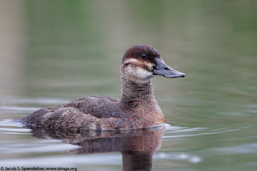 Ruddy Duck