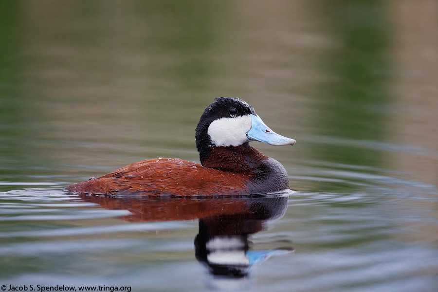 Ruddy Duck