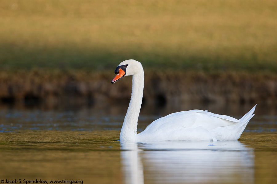 Mute Swan