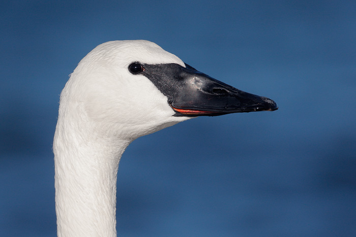 Trumpeter Swan