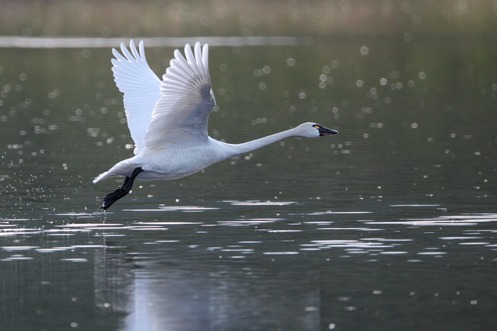 Tundra Swan