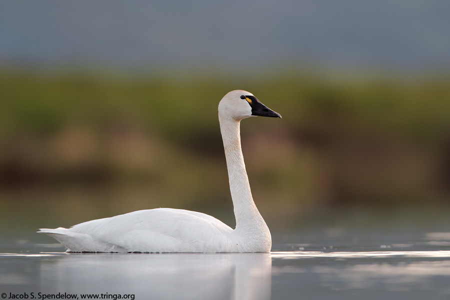 Tundra Swan