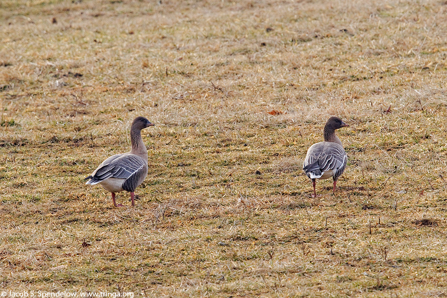 Pink-footed Goose