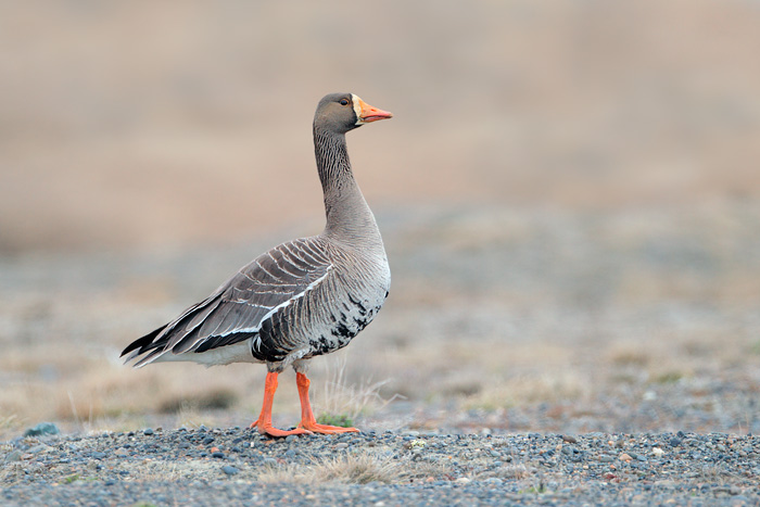 Greater White-fronted Goose