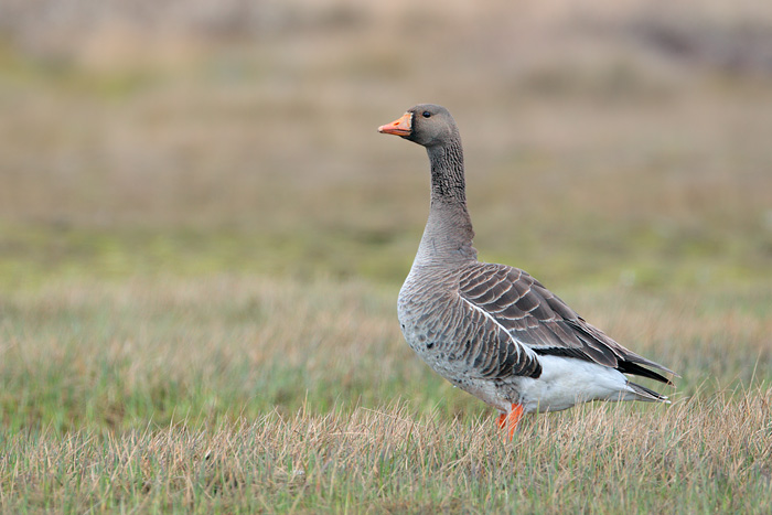 Greater White-fronted Goose