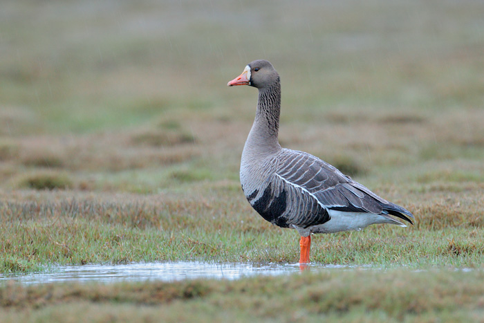 Greater White-fronted Goose