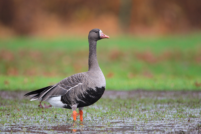 Greater White-fronted Goose