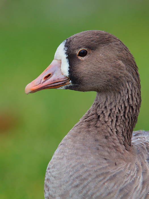 Greater White-fronted Goose