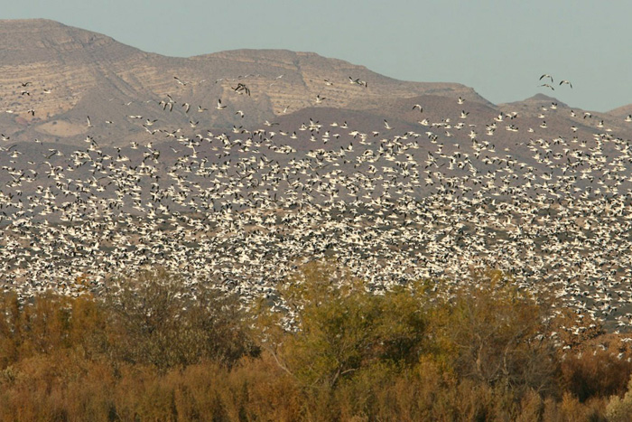 Snow Goose