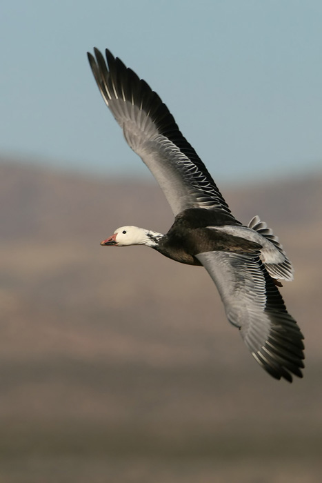 Snow Goose (Blue Goose)