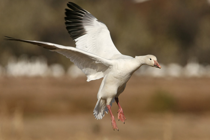 Snow Goose