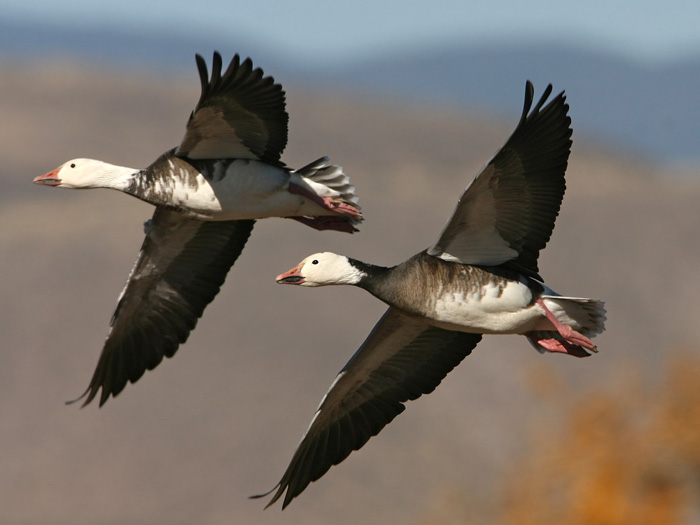 Snow Goose (Blue Goose)