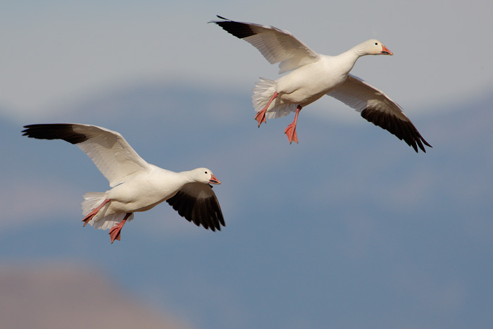 Snow Goose