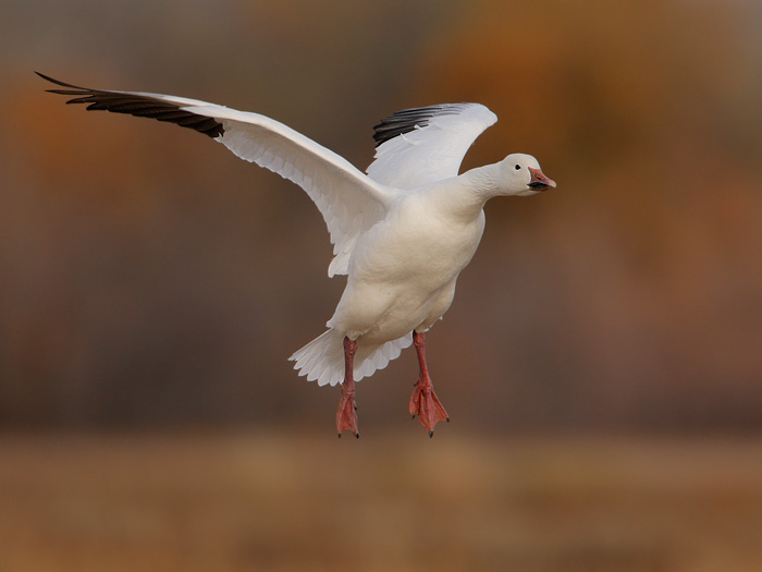 Snow Goose