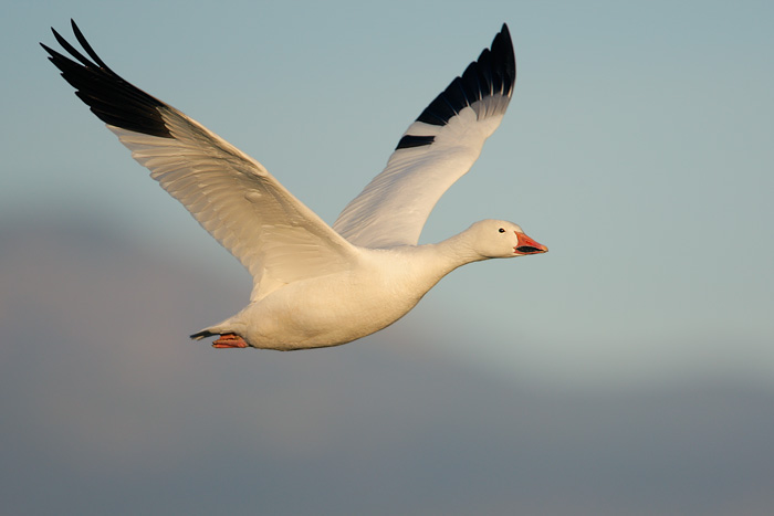 Snow Goose