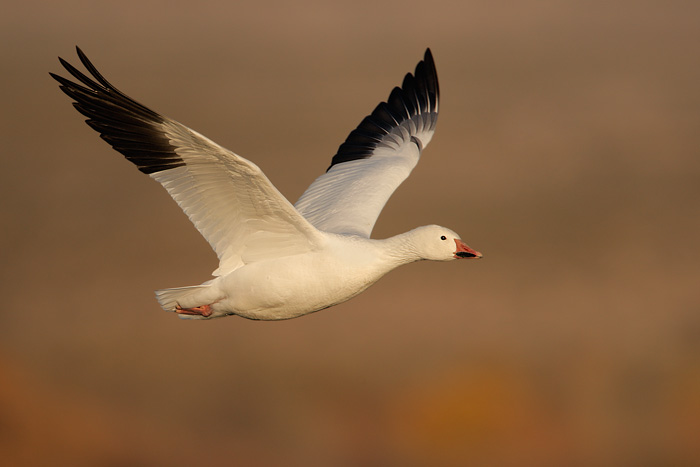 Snow Goose