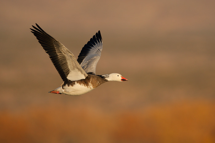 Snow Goose (Blue Goose)