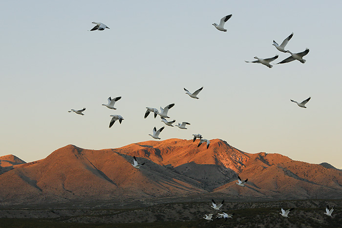 Snow Goose