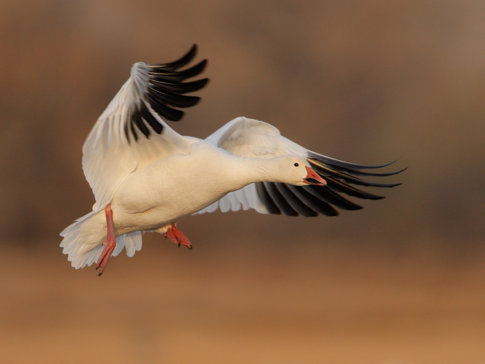 Snow Goose