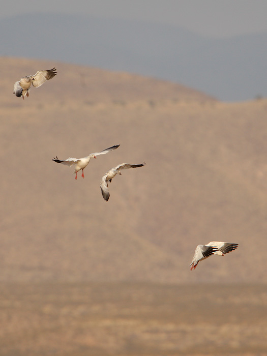 Snow Goose