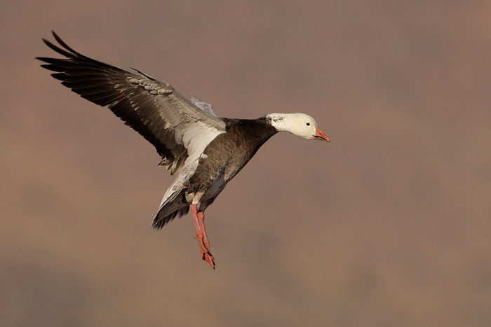 Snow Goose (Blue Goose)