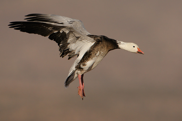 Snow Goose (Blue Goose)