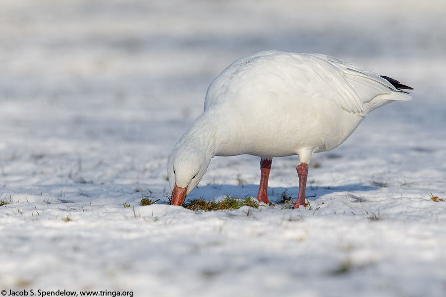 Snow Goose