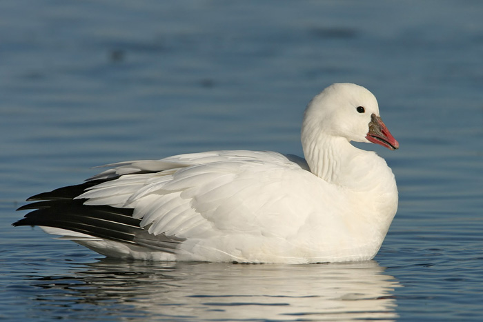 Ross's Goose