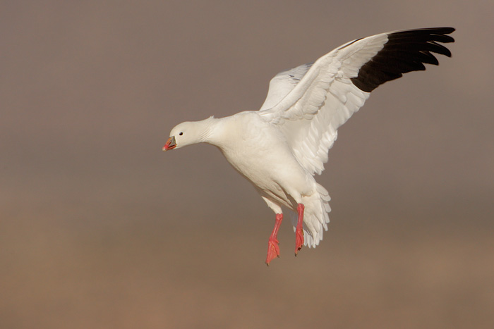 Ross's Goose