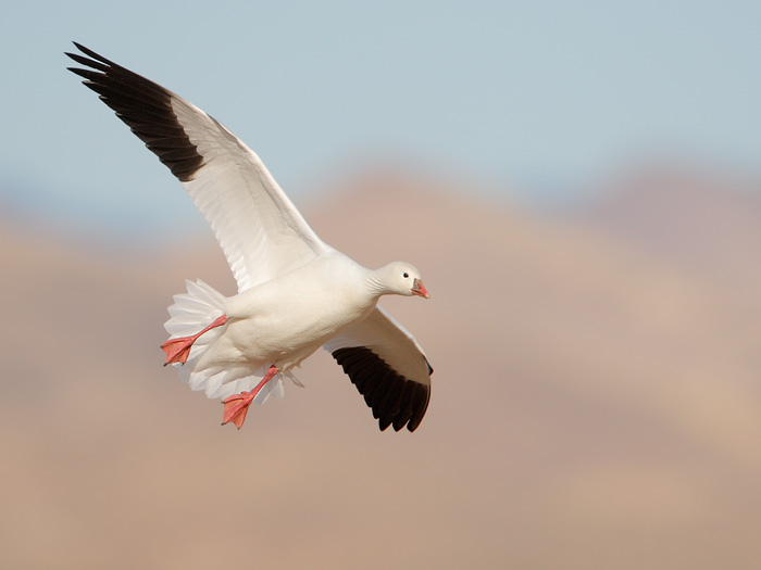 Ross's Goose