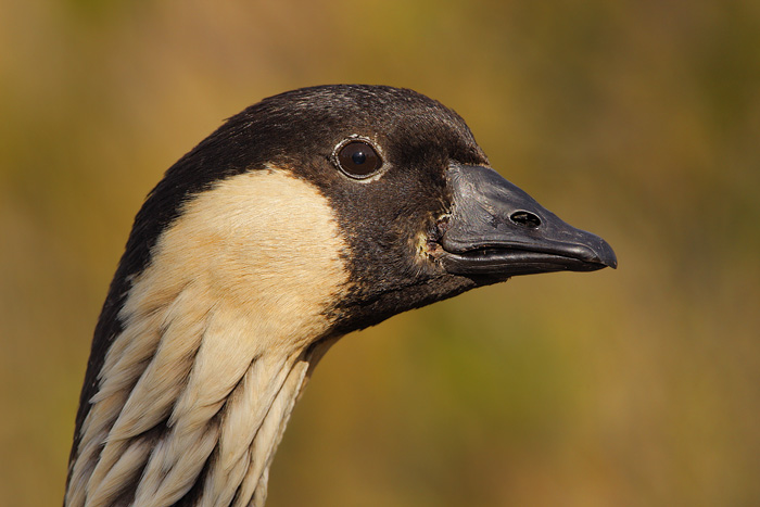 Nene (Hawaiian Goose)