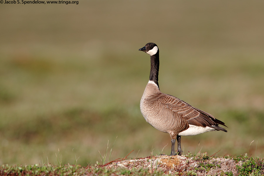 Cackling Goose