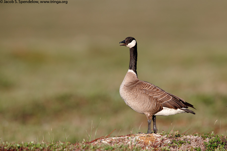 Cackling Goose