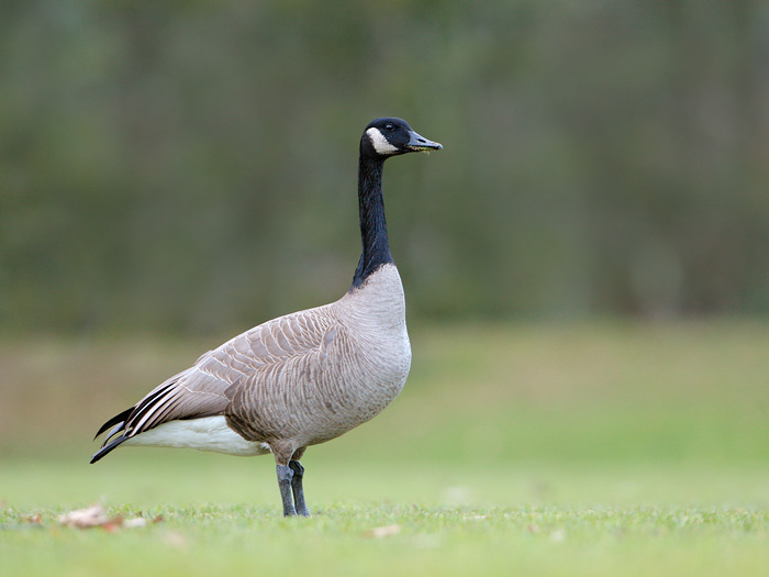 Canada Goose