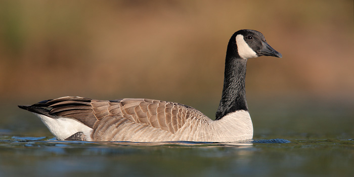 Canada Goose