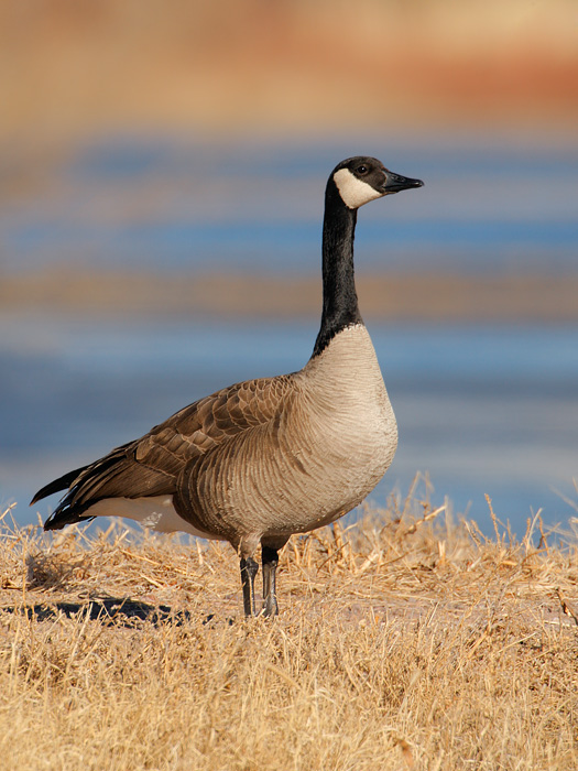 Canada Goose