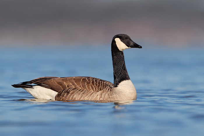 Canada Goose