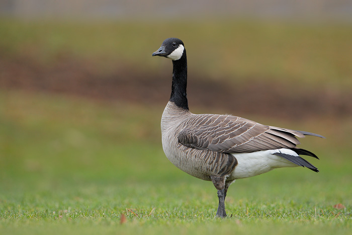 Cackling (Taverner's) Goose