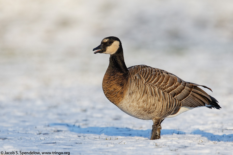 Barnacle X Cackling Goose