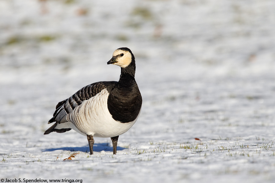 Barnacle Goose