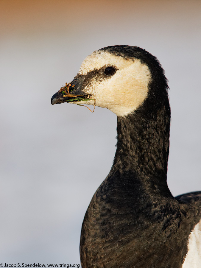 Barnacle Goose