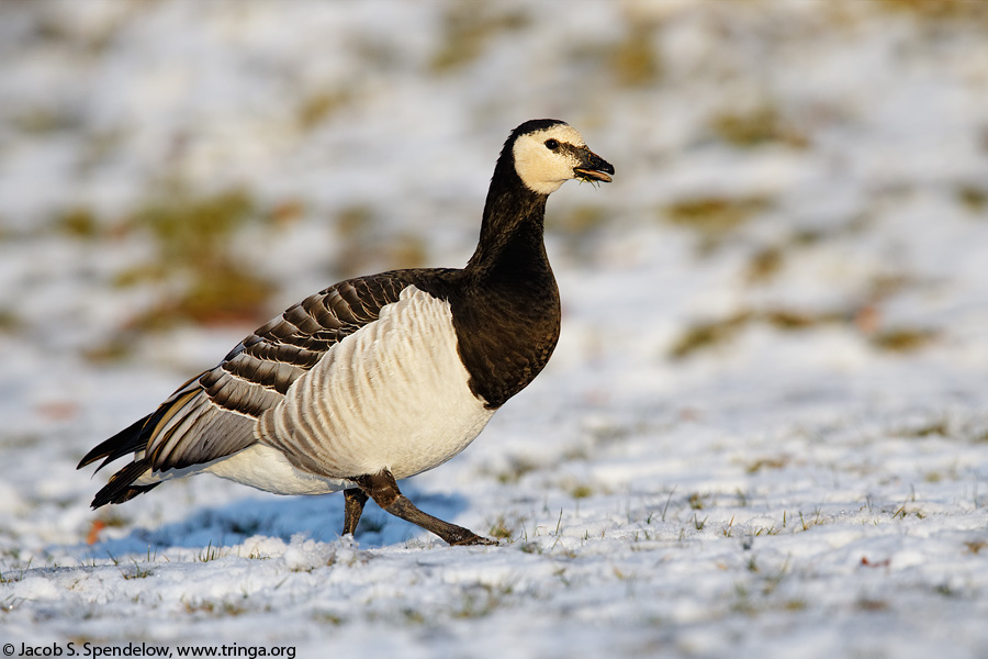 Barnacle Goose