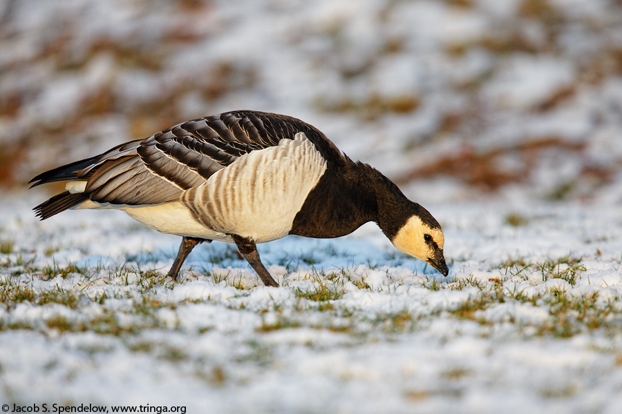 Barnacle Goose