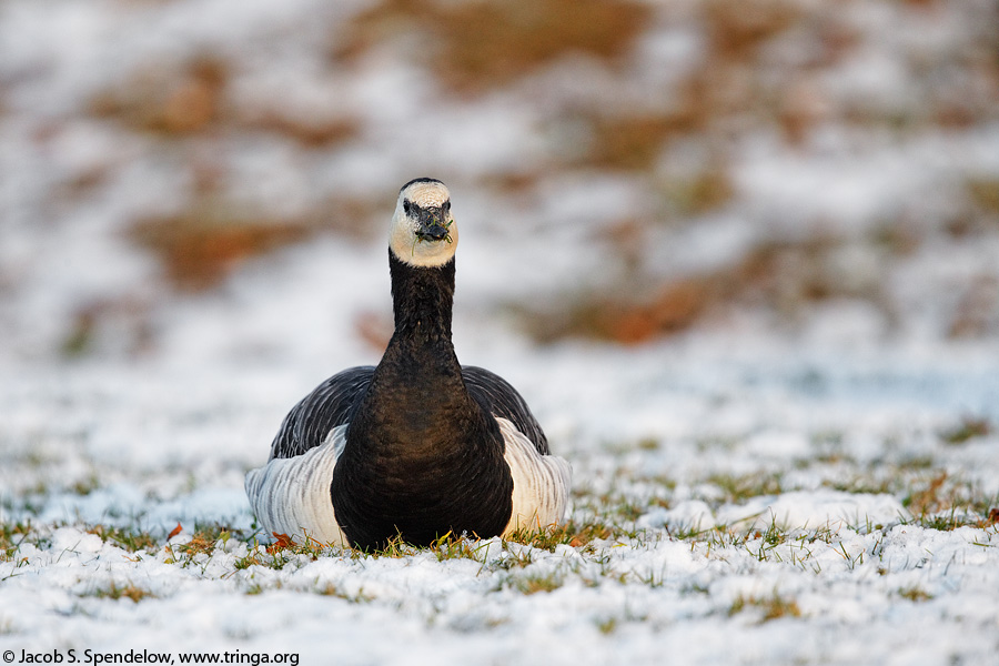 Barnacle Goose