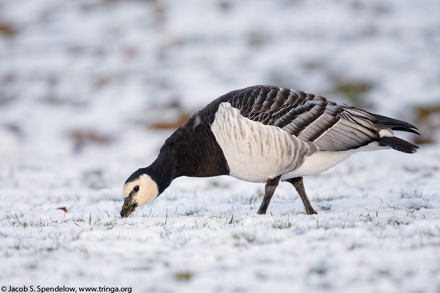 Barnacle Goose