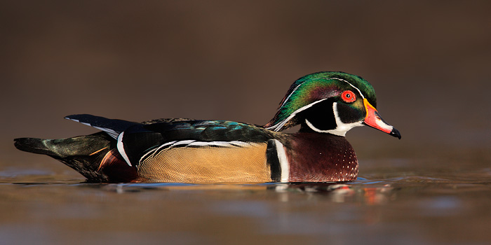 Wood Duck